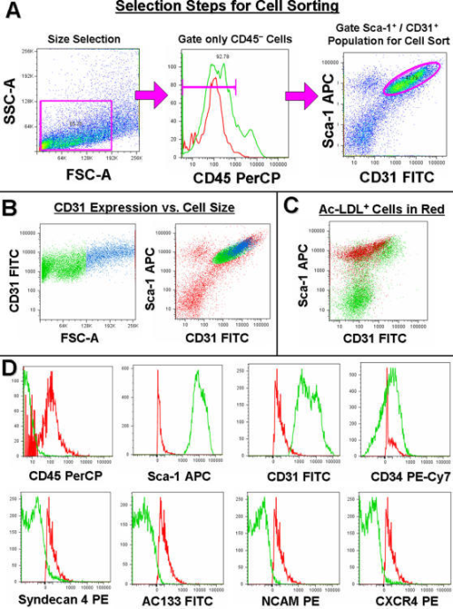 Flow Cytometry Characterization Of Sorted EC A Stepwis Open I