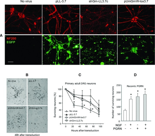 PGRN Promotes Survival Of Primary DRG Neurons In The Cu Open I