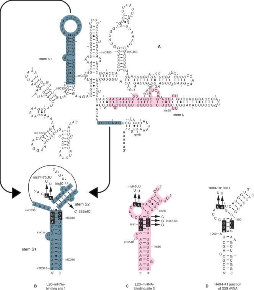 Secondary Structure Of The MRNA Leader Region Of The Rp Open I