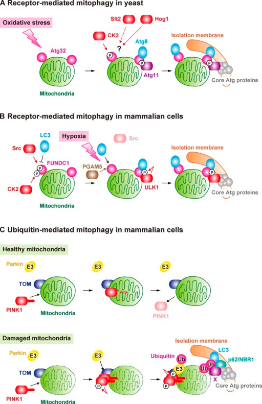 Models For Mitophagy In Yeast And Mammalian Cells A Open I