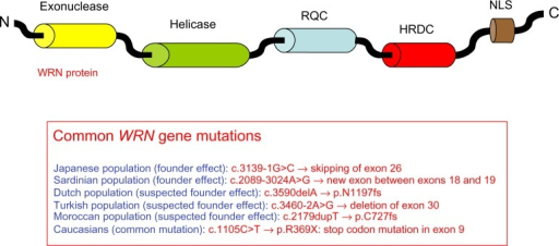 Representation Of The WRN Protein And Summary Of The Mo Open I