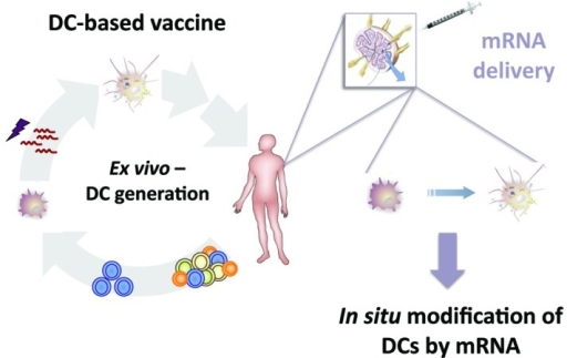 Figure 1 From An Ex Vivo Generated DC Based Vaccine T Open I