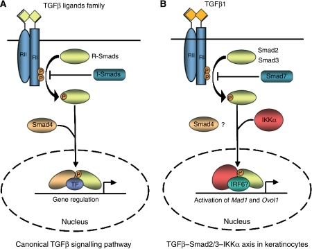 (a) In The Canonical Tgfβ Signalling Pathway, Ligands 