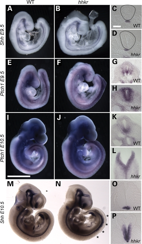 Hitchhiker Mutants Exhibit Increased Ptch1 Expression P | Open-i