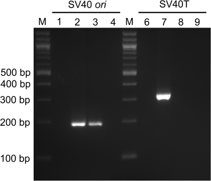 PCR-based detection of transfer of SV40 ori and SV40T s | Open-i