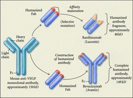 Ranibizumab Is A Recombinant Humanized Monoclonal Antib Open I