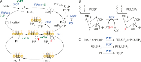 Inositol Phosphate And Phosphoinositide Signalling Regu | Open-i