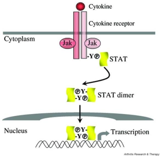 Cytokine Activation Of The Jakstat Pathway Cytokine Open I