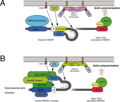 Activation Mechanism Of N WASP And WAVE N WASP Has An Open I