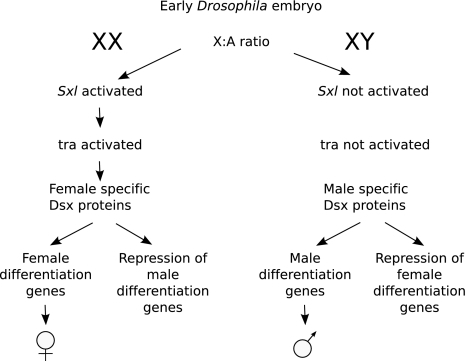 The Genetic Sex Determination Cascade In Drosophila Se Open I