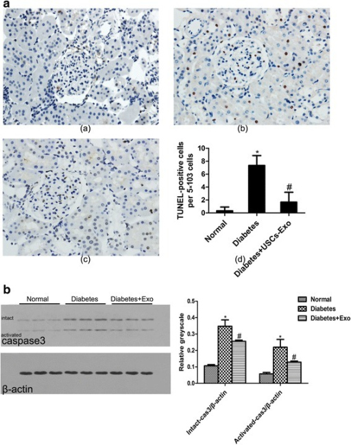 a) tissue apoptosis was examined with tunel-po