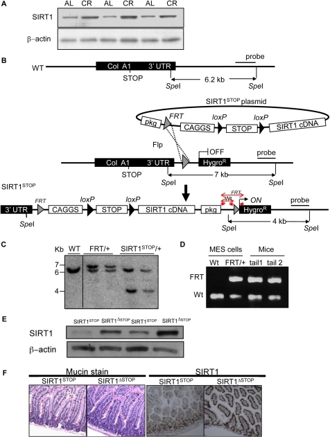 Generation of the conditional SIRT1 transgenic mice tha Generation of the conditional SIRT1 transgenic mice tha