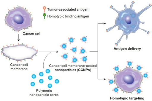 The Cancer Cell Membrane Coated Nanoparticle CCNP Sc Open I