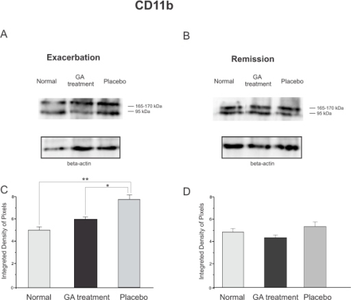 Western Blotting Of The Iba Expression Kd Open I