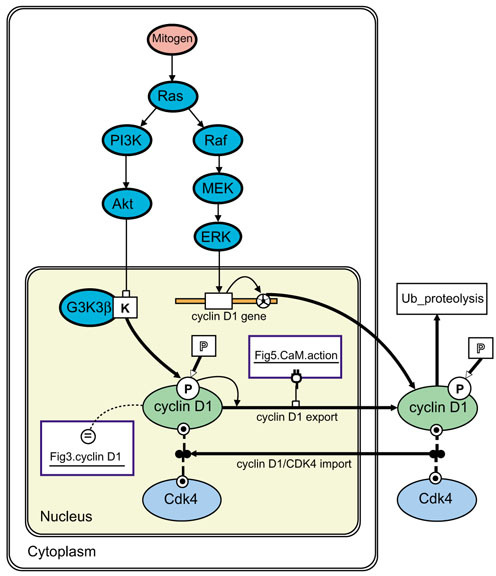 The Activation Of Cyclin D Gene Expression By Parallel Open I