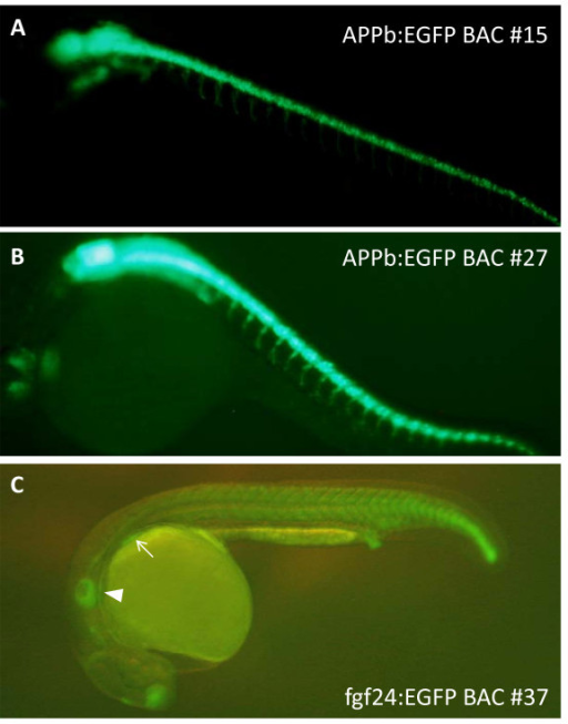 EGFP Fluorescence In Transgenic F1 Zebrafish Panel A Open I