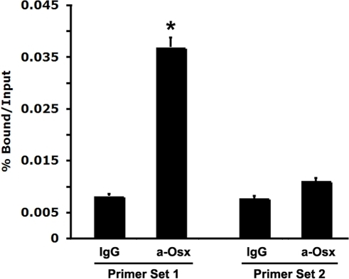 osteoblasts osx g007 pone endogenous