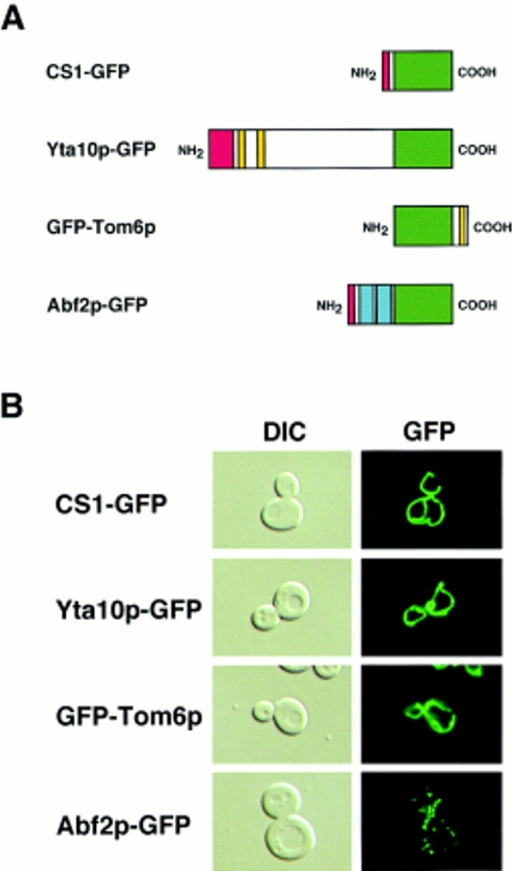 GFP Fusion Proteins Targeted To Mitochondria A Diagr Open I