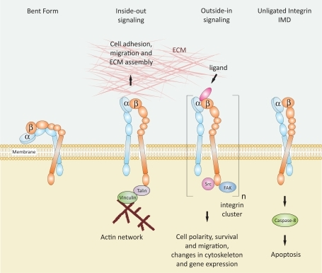 Schematic Representation Of Integrin Activation States Open I