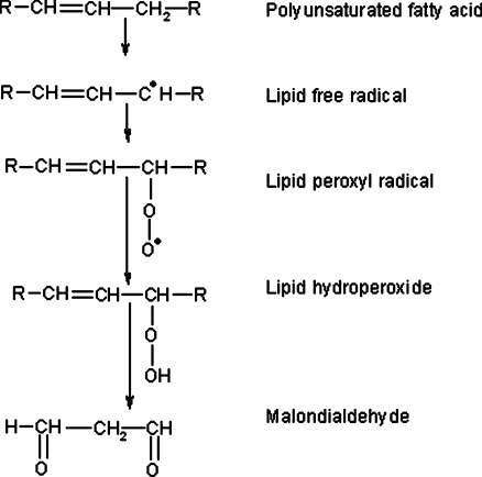 Formation Of MDA During Peroxidation Of PUFAs 25 Open I