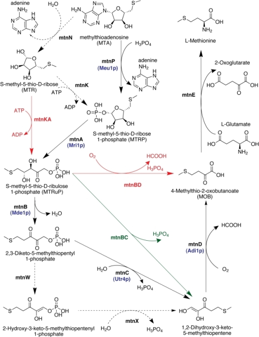 the methionine salvage pathway.the enzyme names