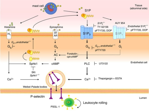 The Role Of S P And Its Receptors In P Selectin Mobiliz Open I