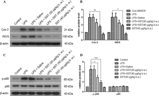 Effect Of SST On LPS Induced Expression Of Cox 2 INOS Open I