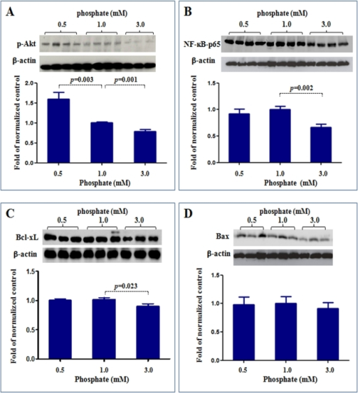 Imagej Western Blot Quantification