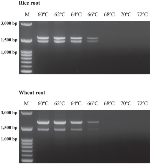 Agarose Gel Electrophoresis Of The Pcr Products Modifi Open I