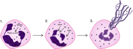 Schematic Of Neutrophil Extracellular Trap Release Act Open I