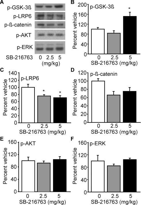 Sb Inhibits The Gsk Pathway A Representative Open I