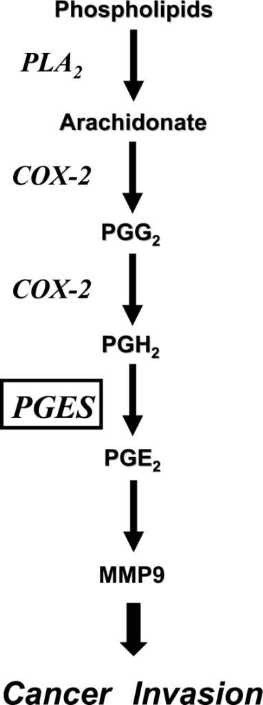 Schematic Diagram Of The Cox Pges Catalyzed Pge Bi Open I