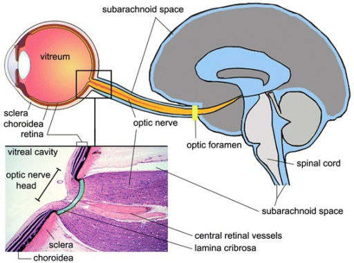 Section Of Eye Optic Nerve Head And Brain Illustratin Open I