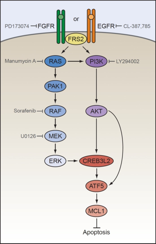 An Essential Atf Mediated Survival Pathway In Malignan Open I