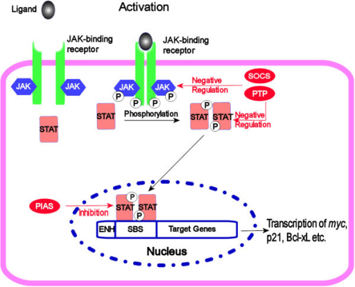 Signaling Cascade Of Jak Stat Pathway Binding Of The L Open I