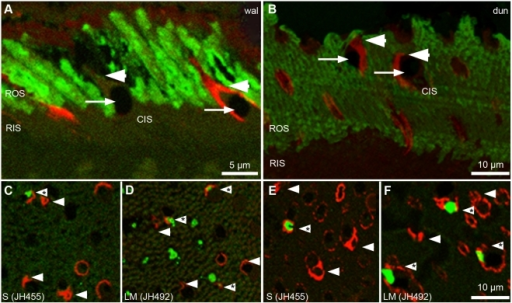 Labeling Cone Membranes With Peanut Agglutinin, PNA.A A | Open-i