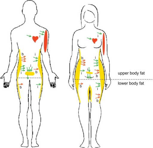 Sex And Depot Specific Differences In Lipid Metabolism Open I