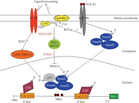 A model for TGF β1 induced PAI 1 transcription Emergi Open i