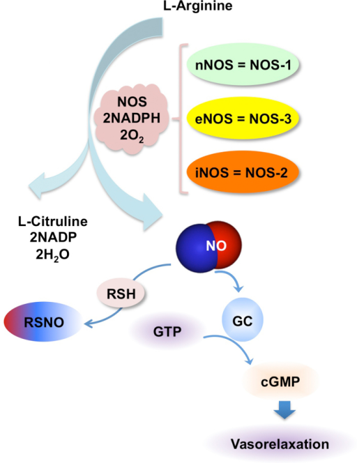 Biosynthesis Of No And Its Mechanism Of Action No Is P Open I