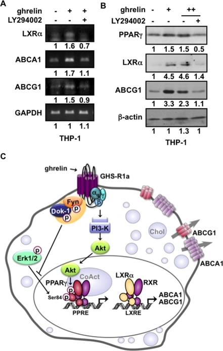 Activation of the PPARγ LXRα ABC transcriptional casc Open i