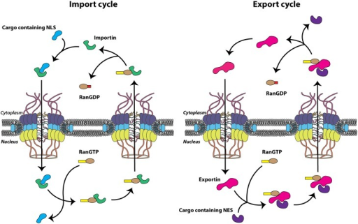 Nuclear Transport Cycles Nuclear Import And Export Cyc Open I