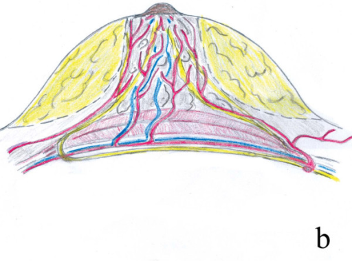 Vascular neural and glandular anatomy of the breast D Biology Diagrams