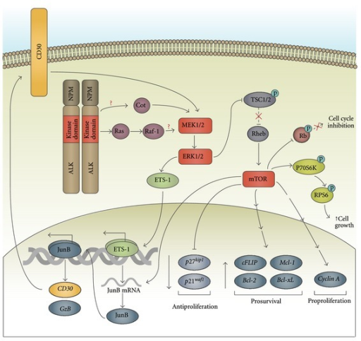 Alk Signaling Pathway