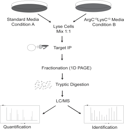 Schematic Of Stable Isotope Labeling With Amino Acid In Open I