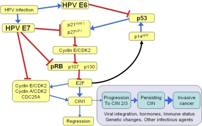 Schematic Presentation Of The HPV Viral Oncoproteins E6 Open I