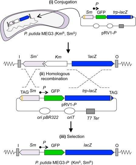 Design Of Bicistronic GFP LacZ Reporter Strains I PRV Open I