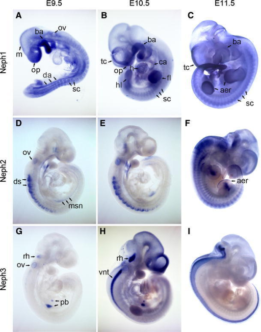 Whole Mount In Situ Hybridization Analysis Of Neph1 A Open I