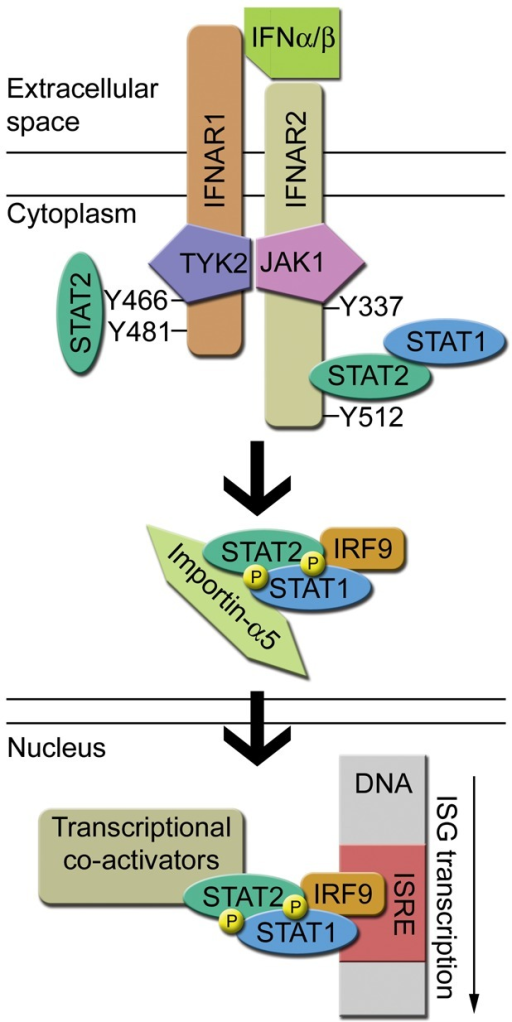 Figure 2 Illustration Of Type I Interferon IFN Sign Open I