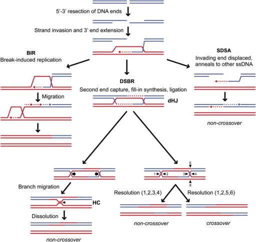 Models For Homology Dependent Dsb Repair Recombination Open I