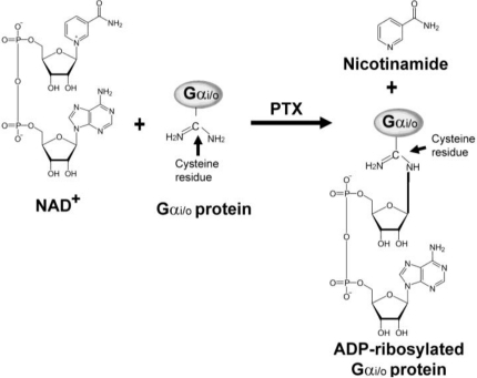 Poly Adp Ribosylation Protein Diet